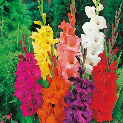 SACHET bulbe glaïeul  10 PIC